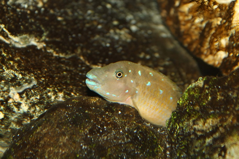 Spathodus sp. 'erythrodon north' Kigoma